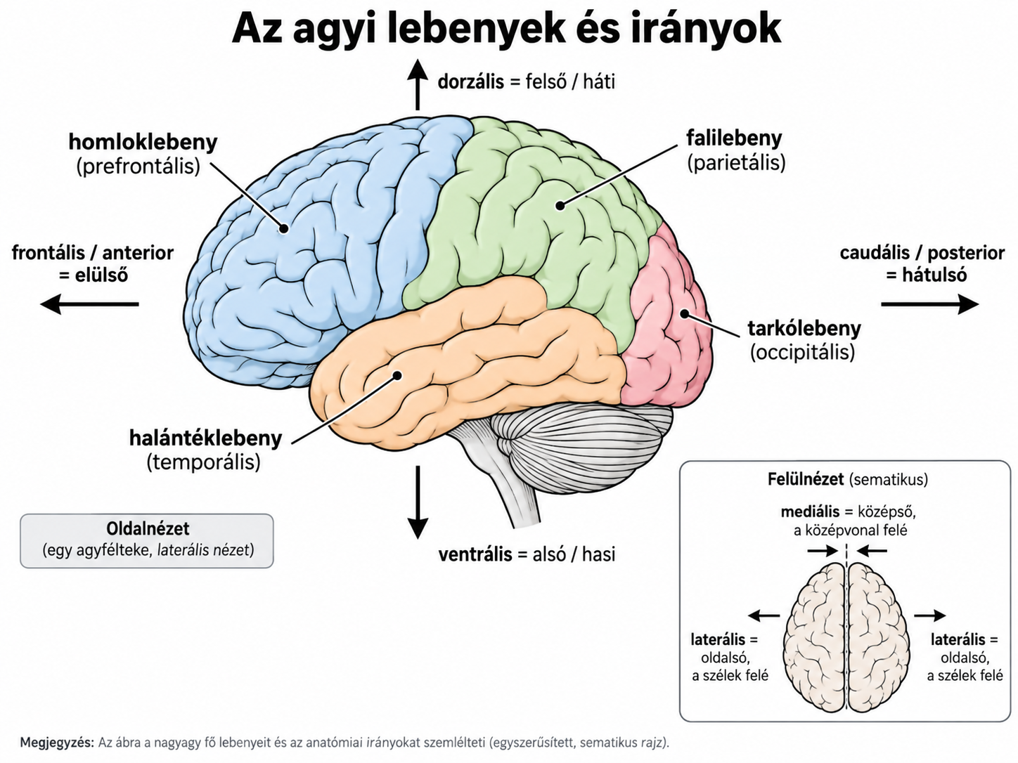 Az agyi lebenyek és irányok latin-magyar megnevezései.
