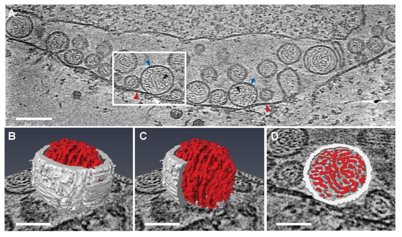 Vírusrészecskék kialakulásának rekonstrukciója egy sejtben. Felül egy 2D kép. Alul három vírusrészecske 3D rekonstrukciója.
