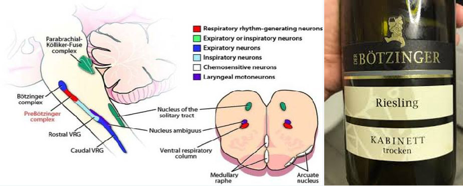 Komolytalan szemelvény az agyterületek elnevezéséről. A ki és belégzés életfontosságú ritmusát adó nyúltagyi agyterületeket (Bötzinger és pre-Bötzinger) korunk jókedvű agykutatói a területek felfedezése után elfogyasztott Bötzinger rizlingről nevezték el.