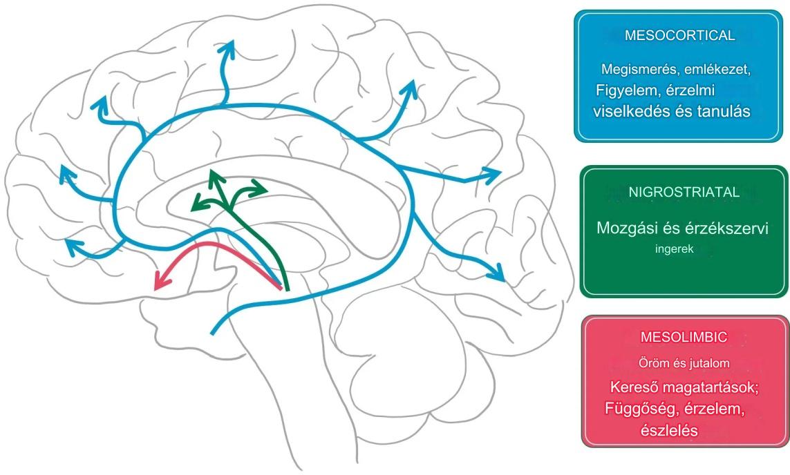 A dopaminerg pályák és az általuk beidegzett agyterületek funkciója