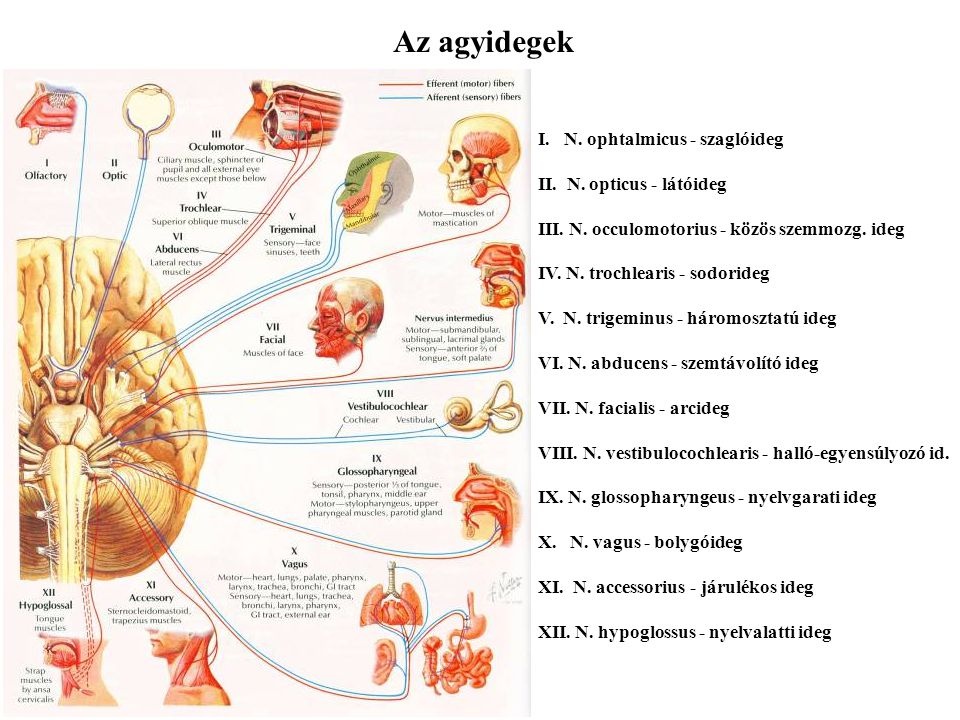 Az egyes agyidekhez tartozó érzékszervek és izmok. Az egyes érzékek feldolgozásával az agynak más területei foglalkoznak. A szaglás az első agyidegen a legelső agyhólyagba lép be.