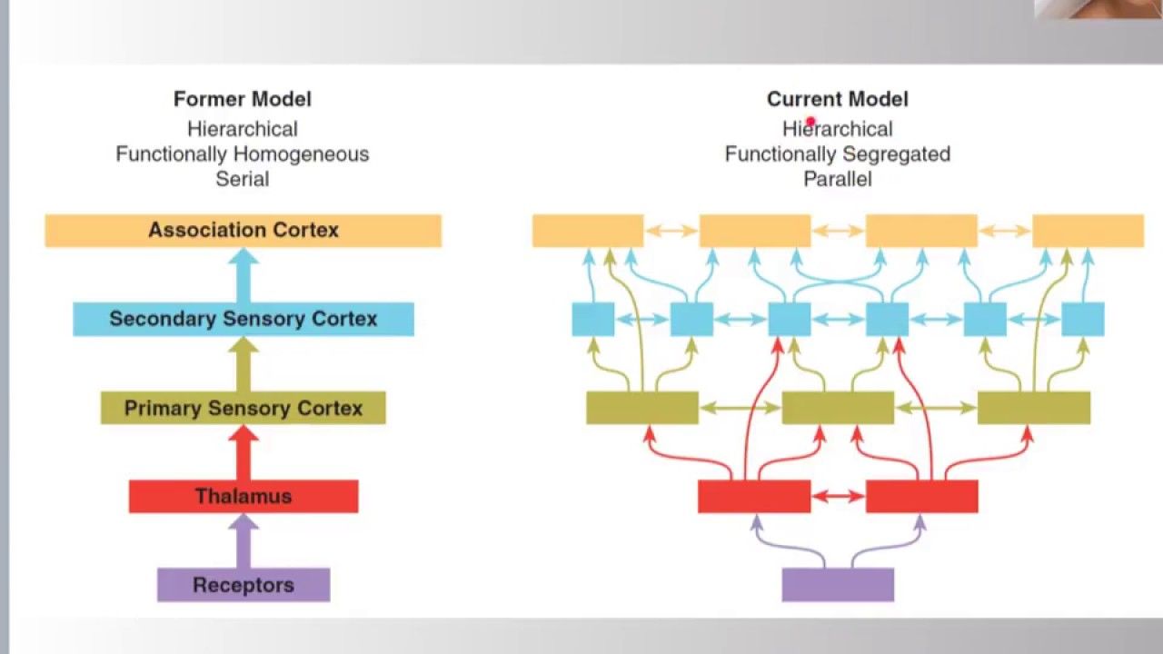 Az agykérgi információfeldolgozás többszintű. De nem egyszerűen csak egyik szintről a másikra adódik az információ, mint a bal oldali régi modellben, hanem számos agykérgi terület lép köcsönös, szétágazó és összetartó kapcsolatba.
