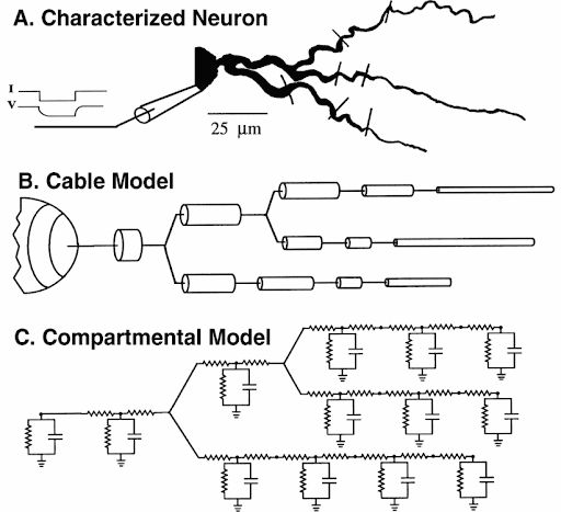 A sokrekeszes (multicompartment) idegsejt modellek esetében egy valós idegsejten mért 3D szerkezet és elektrofiziológiai paraméterek alapján (felső sor), megalkotják a megfelelő geometriában összekötött rekeszeket (kábel modell, középen), majd ezeken számolják az ionok áramlását és az ezáltal kiváltott áramokat és potenciálokat. Egy ilyen modell sejt futtatása sok számítást igényel, viszont szerencsére a feladat jó párhuzamosítható, a GPUk remekül megbirkóznak a feladattal.