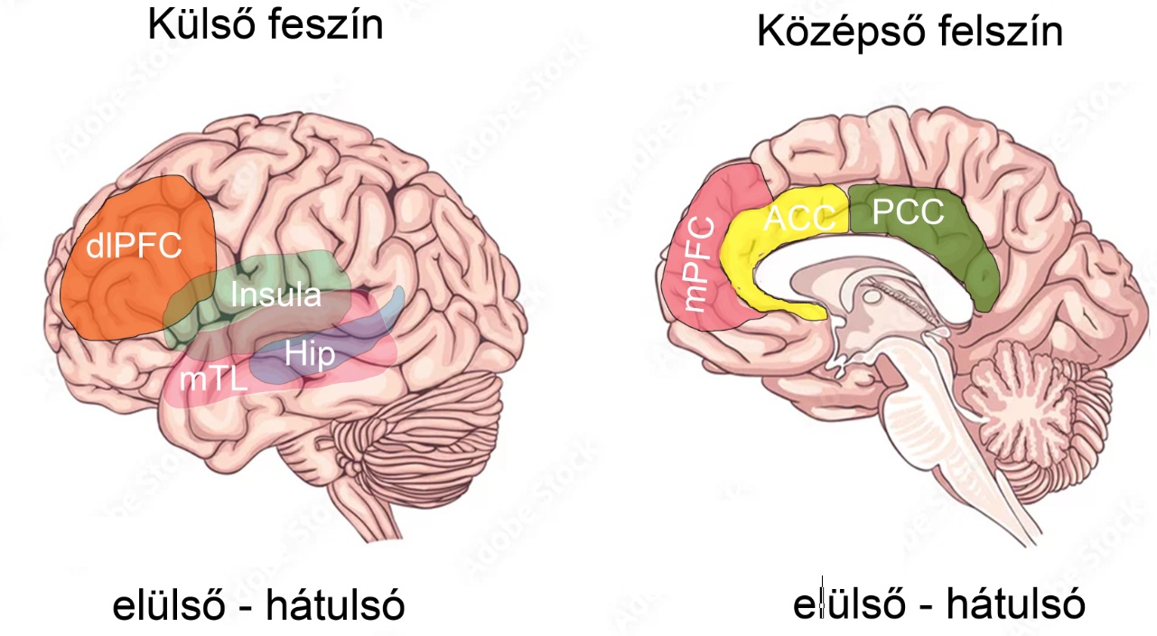 A szövegben említett területek elhelyezkedése. A halvány területek vagy az agy mélyében vagy nem látható felszínén helyezkednek el (insula, hippocampus és a mTL).