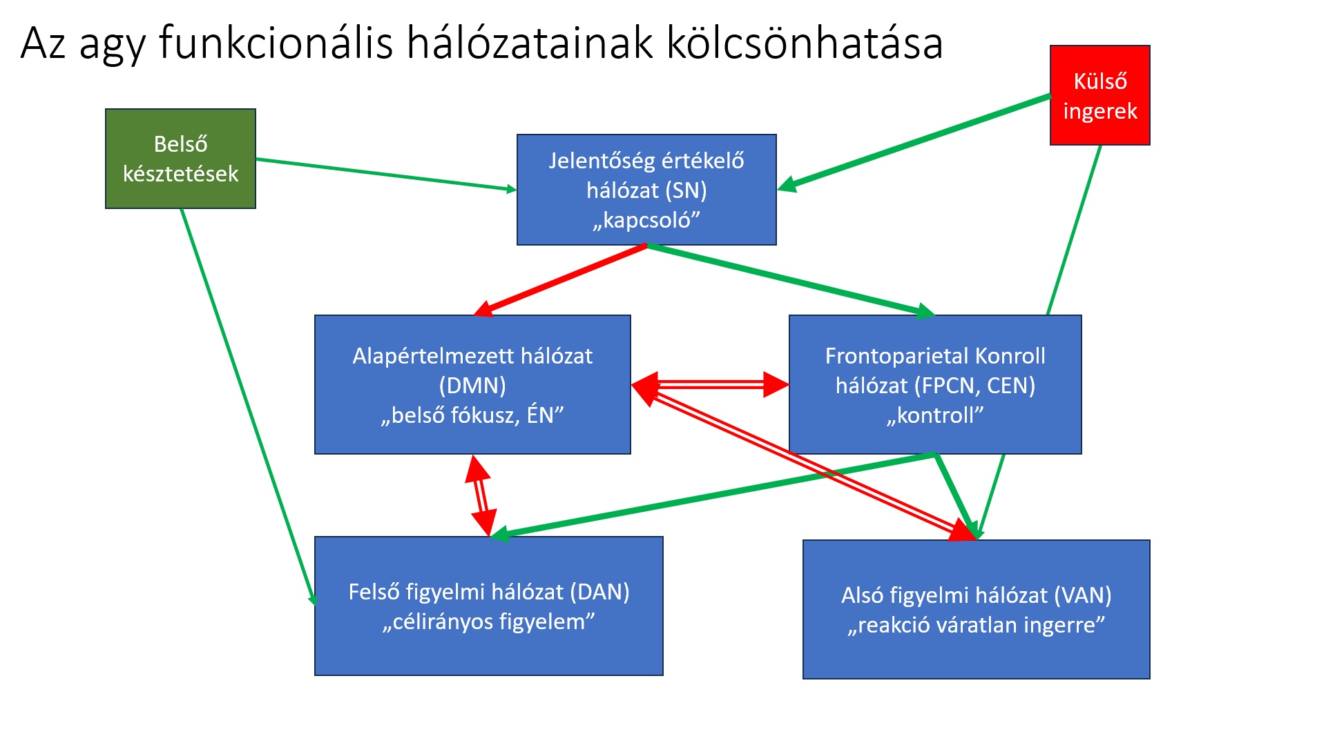 A funkcionális hálózatok egymásra hatása. Amikor épp nincs se külső, se belső inger a DMN aktív. Amikor egy körnezeti inger vagy belső késztetés felhívja az SN figyelmét az gátolja a DMNt és serkenti a FPCNt. Az FPCN az inger/feladat függvényében aktiválja a VANt vagy a DANTt. A zöld nyilak az aktiváció, a piros nyíl a gátlást mutatja. A kettős piros nyilak azt mutatják, hogy ezek a területek felváltva, egymást kizárva aktívak.