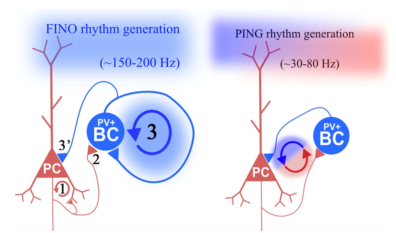 Az aktivitás fejlődését bemutató diagramok SWR (bal) és gamma (jobb) alatt. A FINO (fast-interneuron-oscillation) modell szerint először a serkentő sejtek rekurrens kapcsolatrendszerében kezd felépülni a serentő aktivitás (1). Amikor ez kellően erős lesz, elkezdi serkenteni a gátlósejteket (2), akik kölcsönös gátlásuk miatt egy nagyfrekvenciájú oszcilláló gátlást adnak egymásra és a serkentő sejtekre (3 és 3'). Egy idő után a serkentő sejtek elhallgatnak és az aktivitás elhal. A PING (piramidal-interneuron gamma) modell szerint gamma alatt az aktiválódó piramissejtek beindítják a gátósejteket, akik elhallgattatják őket. A gátlás elmúltával a serkentő sejtek újra megszólalnak.