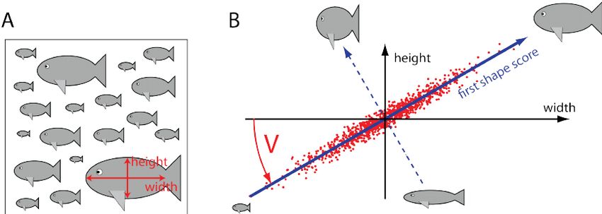 A Principal Component Analysis (PCA, főkomponens analízis) az egyik leggyakrabban használt dimenzió redukciós eljárás. Egy összetett adatszerkezetben megpróbálja megtalálni a legjellemzőbb összefüggéseket. A példa azt mutatja be hogyan lehet a halak alakeloszlásának főbb vonásait megtalálni. Ha minden egyes hal esetében elhelyezünk egy pontot egy 2D grafikonon, melynek koordinátáit a hal hossza és magassága szabja meg, kapunk egy pontfelhőt. Általában a hoszabb halak magasabbak is, ezért egy átlósan ferde pontfelhőt kapunk, mely azért nem tömör, mert a halak viszonylagos magassága variál. A PCA megkeresi, mely irányban variál legjobban a pontfelhő. Az első főkomponens ez lesz, ezt forgatjuk be egy új ábra vízszintes tengelyébe, ennek jelentése mondjuk, hogy mennyire masszív egy hal. A második főkomponens a halak tömzsisége lesz. Ez ugye még nem dimenzió redukció, csak máshogy értelmezés. De ha több mért adatunk van, lesznek olyan komponensek, amik mentén nemigen van változatosság, ezeket kiejthetjük. Kevesebb dimenzióban könyebben megtaláltuk a fontosabb összefüggéseket.