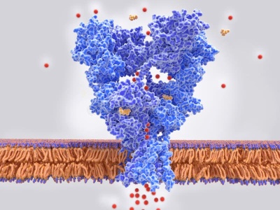 A memória kialakulásában fontos NMDA receptor 3D szerkezete