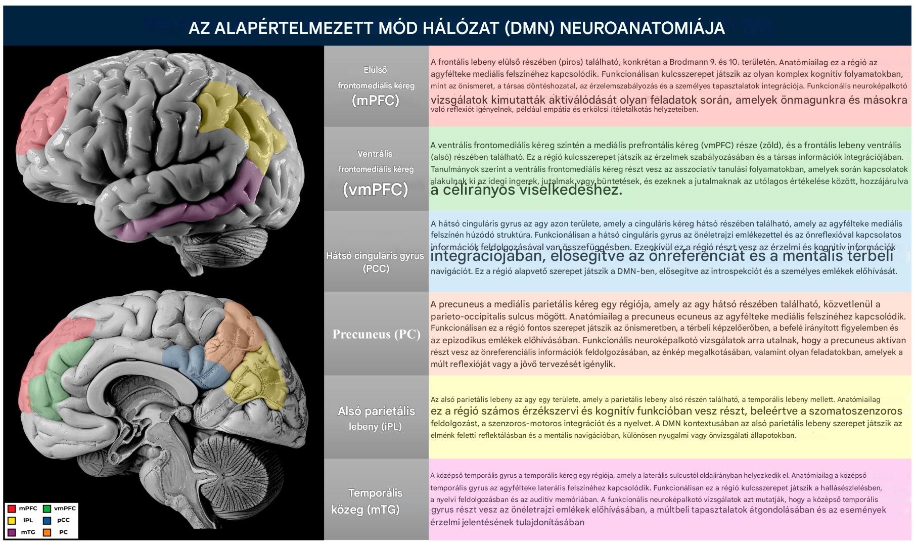 A DMNben résztvevő agyterületek. Elnézést a suta fordításért.