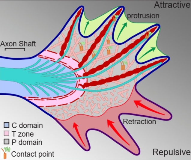 Az axon növekedési kúpjának szerkezete. Amőbaszerűen tapogat előre. A felszínen elhelyezkedő receptormolekulák tapogatják le a környezetet és határozzák meg melyik irányba terjedjenek ki és honnan húzódjanak vissza a lábacskák.