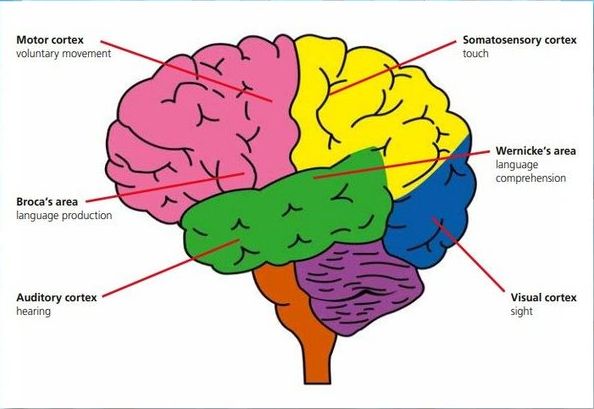 Az agykérgi területek funkciói. Magasszintű látás, hallás, tapintásfeldolgozás, beszéd, döntés, mérlegelés, emlékezés.
