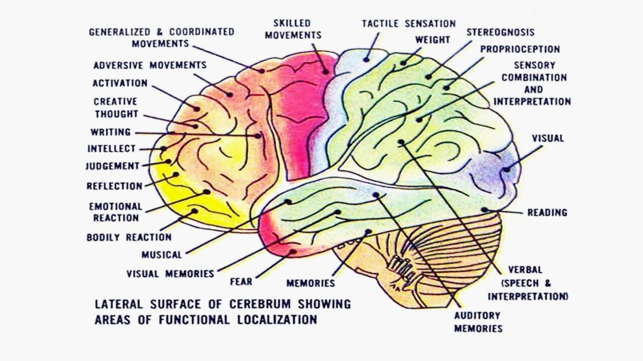 Az agy egyes területeinek funkciója. Ez csak egy durva csoportosítás, ennél jóval több agyterületnek kell pontosan együttműködni az egészséges tudatállapotok kialakításához.