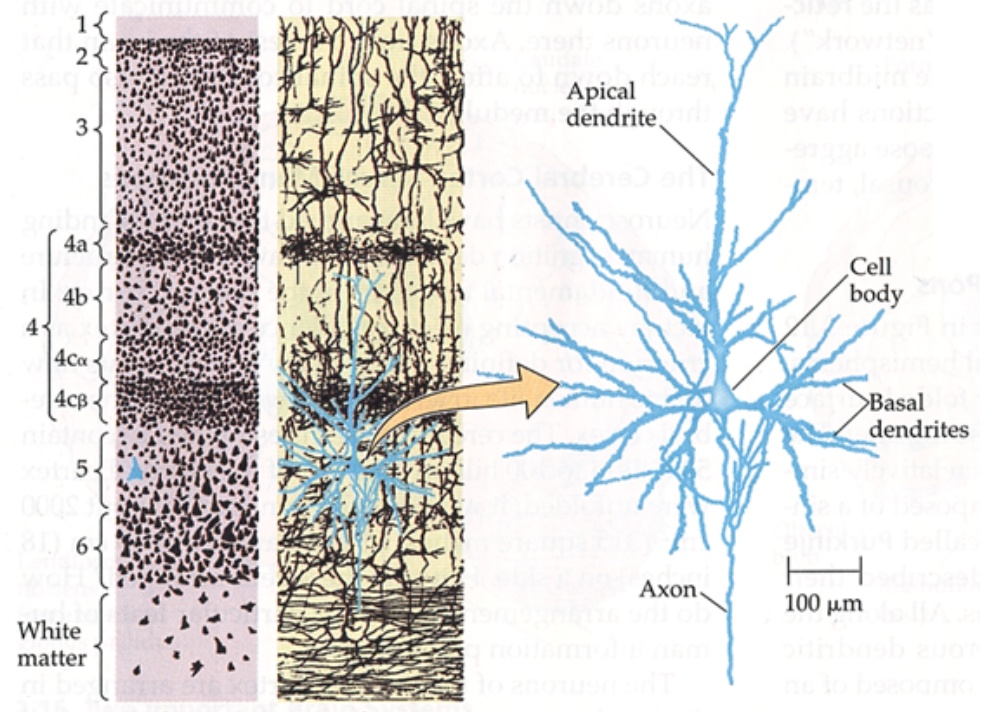 Bal oldalt egy tipikus 6 rétegű agykéreg metszet látható két festéssel. A balabbikon Nissl festés azonosítja a sejttestek eloszlását, a jobbikon Golgi festés mutatja be a sejtek egy részének nyúlványrendszerét. Felfelé található az apikális (csúcsi) irány, lefelé a bazális (alapi) irány amerre a kéregterültetet elhagyó axonok futnak a fehérállomány felé. A kéreg felszínét a pia és dura mater, azaz a lágy és keményagyhártya fedi. A jobb oldalon egy tipikus agykérgi serkentősejt, egy piramissejt látható. Felfelé futó vastag dendritjét apikális dendritnek, le-oldalra futó dendritjeit bazális dendriteknek nevezik. Axonja lefelé, a fehér állomány felé indul. A sejt hossztengelye a radiális irányt jelöli ki, erre merőleges a horizontális, mely párhuzamos a rétegek határával.