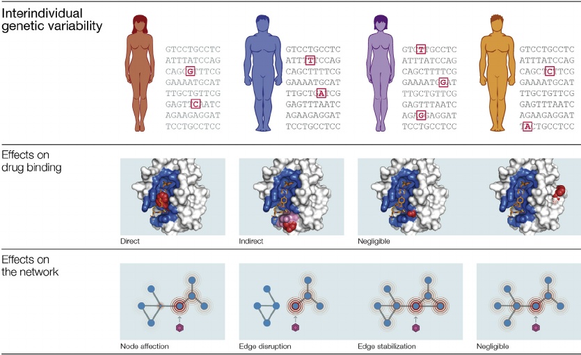 Az egyedi genetikai eltérések (felső sor) eltérő fehérjéket eredményeznek (középső), melyek eltérő hatásokat vltanak ki a szabályozó hálózatokban (alsó sor).