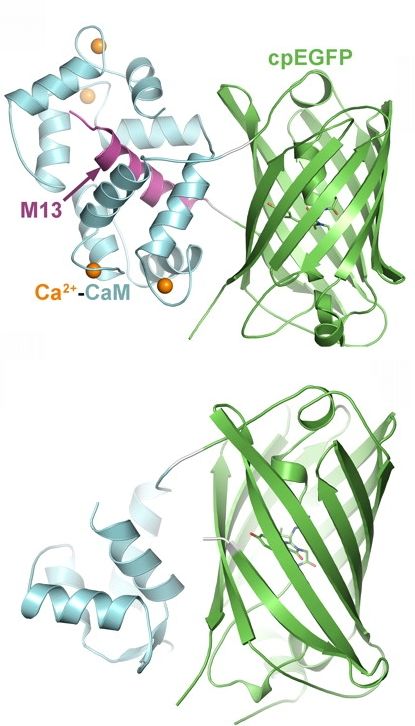 A Ca érzékelő kiméra molekula, GCamp Ca ionokat kötött (fent) és nem kötött (lent) konformációja. A molekulát úgy tervezték, hogy összeszerelték egy Ca érzékelő Calmodulin (CaM) génjének megfelelő szakaszát  egy fluoreszcens EGFP molekula génjének megfelelő szakaszával. Amikor a CaM fél Ca-t köt megváltoztatja szerkezetét és elcsavarja az EGFP molekulát. Az alakváltozás hatására az EGFP molekula fluoreszcens tulajdonságai megváltoznak..
