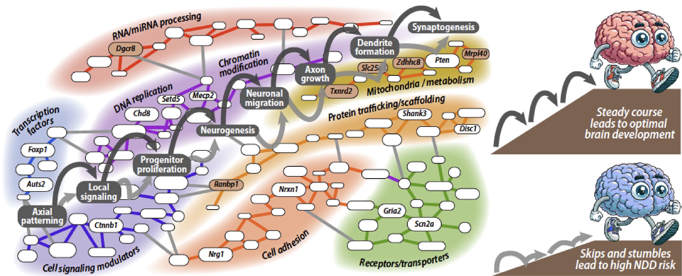 Génkópia szám variációk (CNV), többgénes hálózatok, fejlődési „megbotlások” és a poligénes neurális áramkörök - azok a többgénes hálózatok, amelyek biztosítják az alapvető sejtbiológiai mechanizmusok optimális működését, és ezáltal lehetővé teszik a „poligénes áramkör” felépítéséhez szükséges, egymást követő lépések kivitelezését. Minden egyes lépés sikeres, „megbotlások” nélküli lezajlása — az egyes többgénes hálózatok optimális működése vagy az optimális variabilitási tartomány alapján — maximálisan adaptív neurális áramkörökhöz vezet. Ezzel szemben a hálózatokban szétszórtan elhelyezkedő többes egyedi kockázati gének okozta, illetve a hálózatokon hasonló módon eloszló CNV-gének megváltozott dózisa miatti „megbotlások” az áramkör fejlődését eltérő kimenet felé terelhetik, amely idegrendszeri fejlődési rendellenességre hajlamosít.