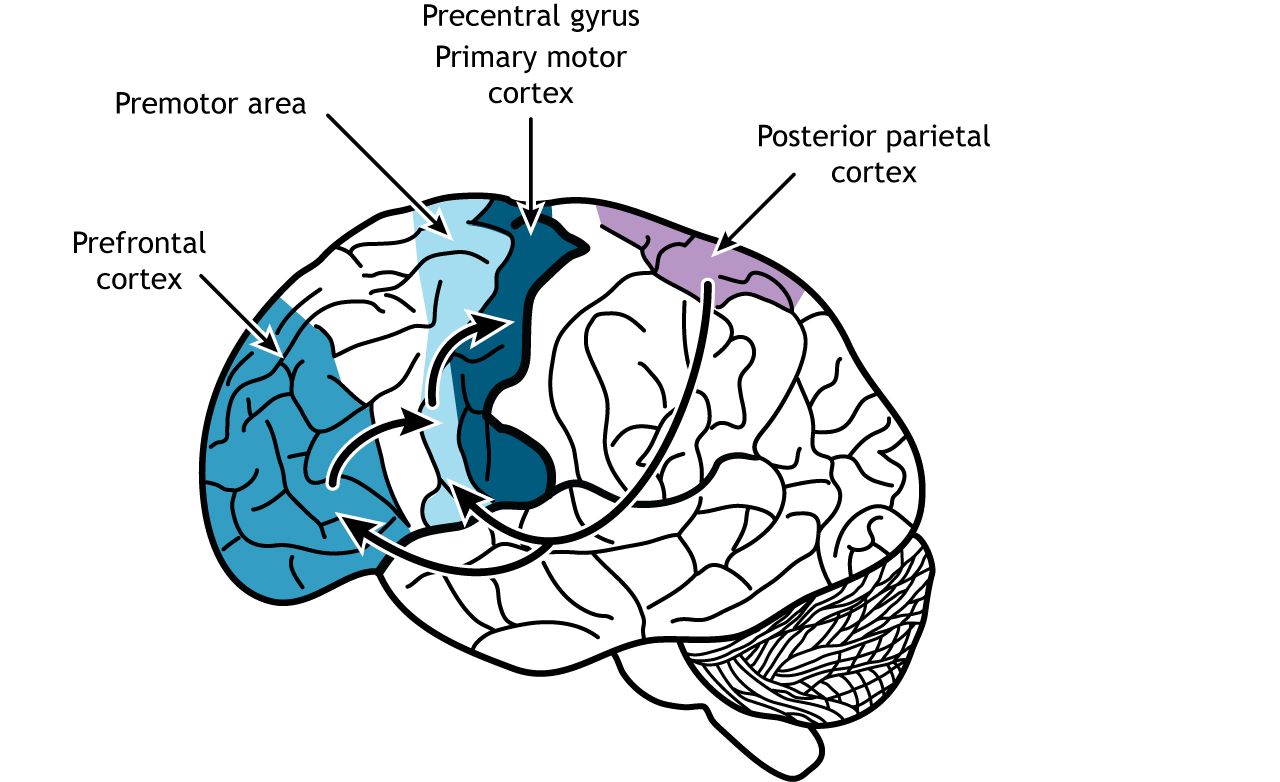 Az agykérgi hierarchia válasz ága: a prefrontális (homloklebeny, közép kék) kéreg a premotor kéregnek (világos kék) küldi a mozgás szándékot, ami az elsődleges mozgató kérgne (sötétkék) utasítja a mozgás kidolgozására. Ezek a területek még posteriol parietal kéregtől is kapnak információt, mely bemenetét a halló és látókérgektől kapja (így az is egy multimudális asszociációs kéreg) és fontos a térbeli figyelem, és a mozgástervezésben.