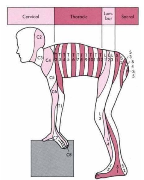 A dermatómk szabályos elhelyezkedése igazán jól egy előre hajolt emberen látszik, hiszen a végtagok a sezgmensek lefelé nyúló meghosszabbításai.