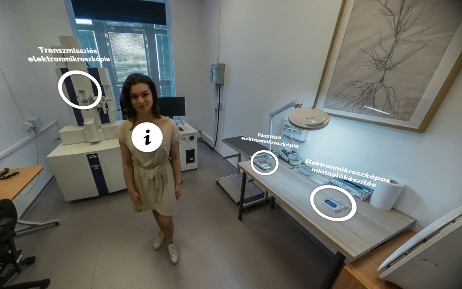 A virtuális sétán ez látszik, amikor belépünk az elektronmikroszkóp szobába. A jobbra a falon látható képet egy spanyol kollégám rajzolta és egy hippokampuszban található serkentő piramissejt rekonstruált denritágait mutatja. Ilyen rekonstrukciók alapján mértük fel milyen a serkentő és gátló szinaptikus bemenetek eloszlása az egyes sejttípusokon és mi határozza meg mikor kapcsoljon be egy idegsejt.