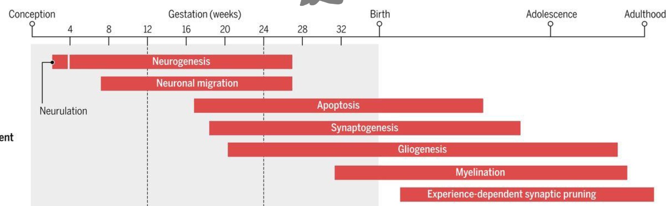 Az idegrendszer fejlődés főbb folyamatainak időzítése. Neurogenezis: idegsejt keletkezés, Neuronal migration: a sejtek vándorlása, Apoptózis: programozott sejthalál, Synaptogenesis: a szinaptikus kapcsolatok kialakulása. Az ábrán külön nem szerepel, de az agyterületek közötti kapcsolatok a az idegsejtvándorlás (migration) periódusa és a korai szinapszis kialakulás ideján történik, emberben a harmadik trimesterben és közvetlen születés után.