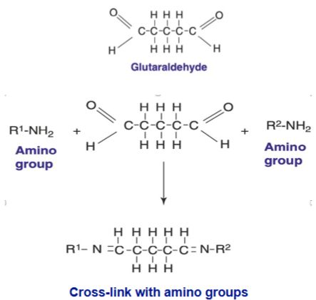 A két aldehidcsoportot tartalmazó glutáraldehid keresztkötéseket alakít ki a fehérjék között