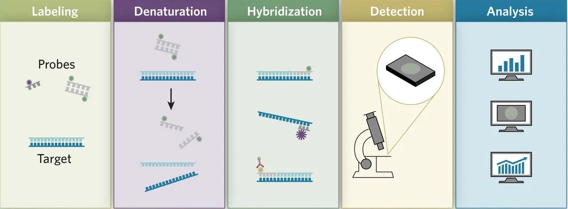 Az in situ (azaz helyben) hibridizációs jelölés lépései: 1) a fixált szövetszeletre az egy vagy kettősszálú, festékkel vagy kis molekulával jelölt nukleinsav probe-okat visznek fel. 2) melegítéssel a vizsgálandó kétszálú DNS-t denaturálják, ezáltal 3) a probe-ok hozzá tudnak kötni (hibrdizálni). 4) ha kell erősítik a jelet, majd mikroszkóban megvizsgálják és 5) az adatokat feldolgozzák