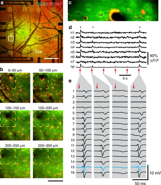 A fenti módszerek kombinációjával az egyes módszerek hiányosságait a kiegészítő módszer pótolja. Grafénból készült áttetsző elektródák használatával a sokcsatornás mezőpotenciál elvezetést és a 2-foton képalkotást kombinálni lehet. Az optikai módszer térbeli felbontását kiegészíti az elektromos módszer időbeli felbontása. Így részleteiben vizsgálható az idegsejtekből álló kishálózatok (agyterületek) működése. a) az elektródák elhelyezkedése a leképezett területen belük. b) kinagyított területek aktív sejtekkel. d-e) kis és nagy időbeli felbontású elektromos jelek a c-n bemutatott elektródákról.a  
