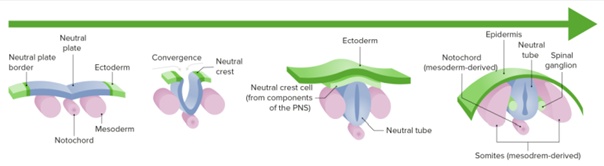 A velőcső lefűződése és a gerinc kialakulása a fejlődő embrióban.Az embrió háti részén a felszínt borító ektoderma (zöld) közepén egy csíkban kialakul a velőcső (lila, első ábra), mely bekerül az embrió belsejébe (2, 3 ábra) és megindítja a gerinc és további szervkezdemények kialakulását (rózsaszínek)