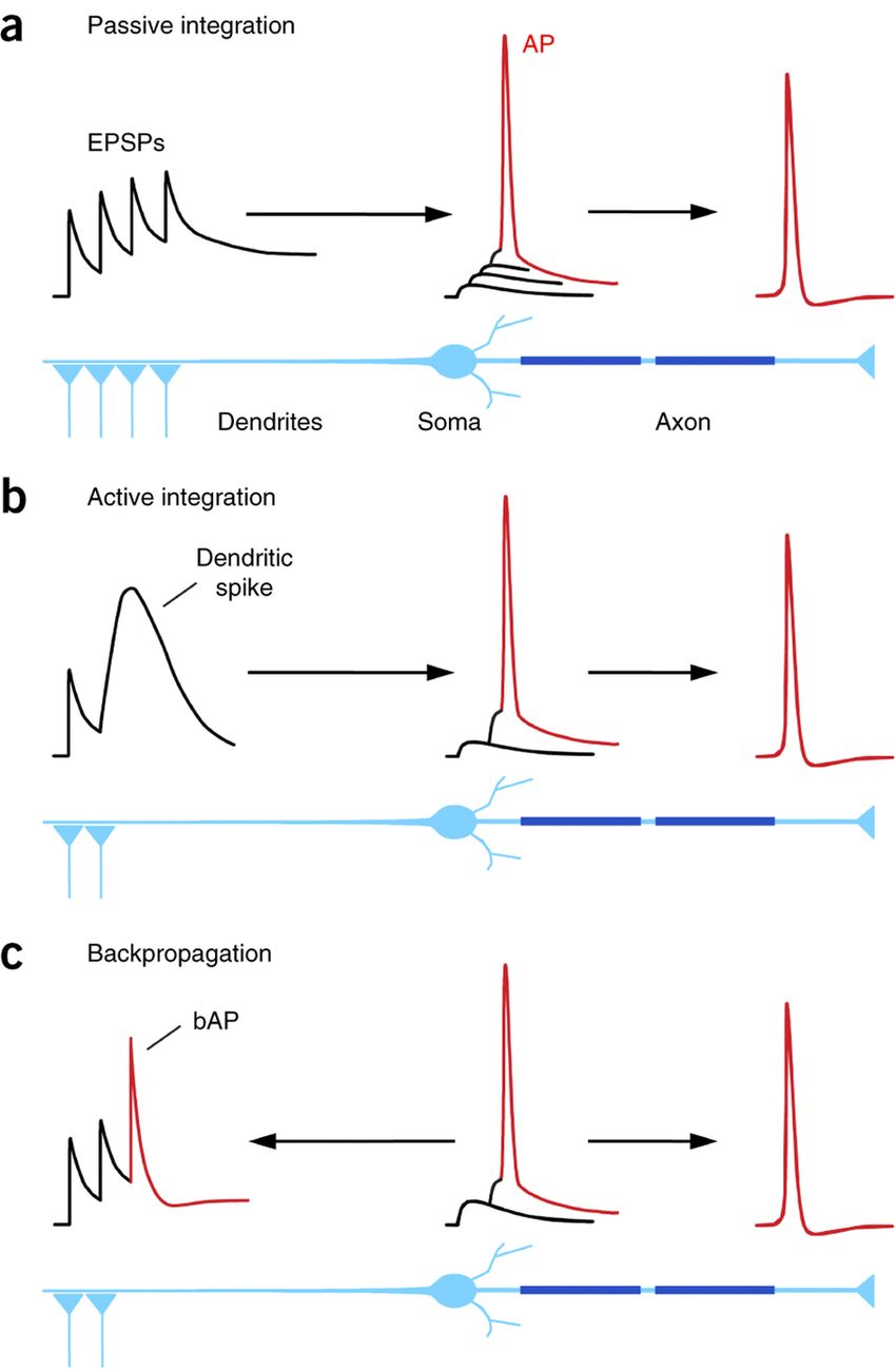 Passzív és aktív jelterjedési lehetőségek. Fent 4 egymás után érkező serkentő bemenet egyszerűen összeadódik, Így indul egy akciós potenciál, mely a sejttestről az axonra terjed. A középső esetben a dendriten (bal oldal) egy dendritikus akciós potenciál indul, mely a sejttesten klasszikus akciós potneciált vált ki (középen), mely az axonra is kiterjed (jobb). Az alsó esetben egy dendritről érkező serkentés akciós potenciált váltott ki a sejttesten, mely mind a dendritfára (bal) mind az axonra kiterjed (jobb).