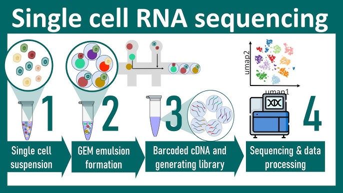 Az scRNA-seq lépései: 1) a sejteket elválasztják (pl. agyi tumor sejtek), 2) egyedileg megjelölik (vonalkód), 3) egyszerre az összes sejtből származó RNS-t szekvenálják, majd 4) génkifejeződési csoportokat keresnek és a vonalkód alapján azonosítják ezen belül az egyes sejtek mintázata hova esik.