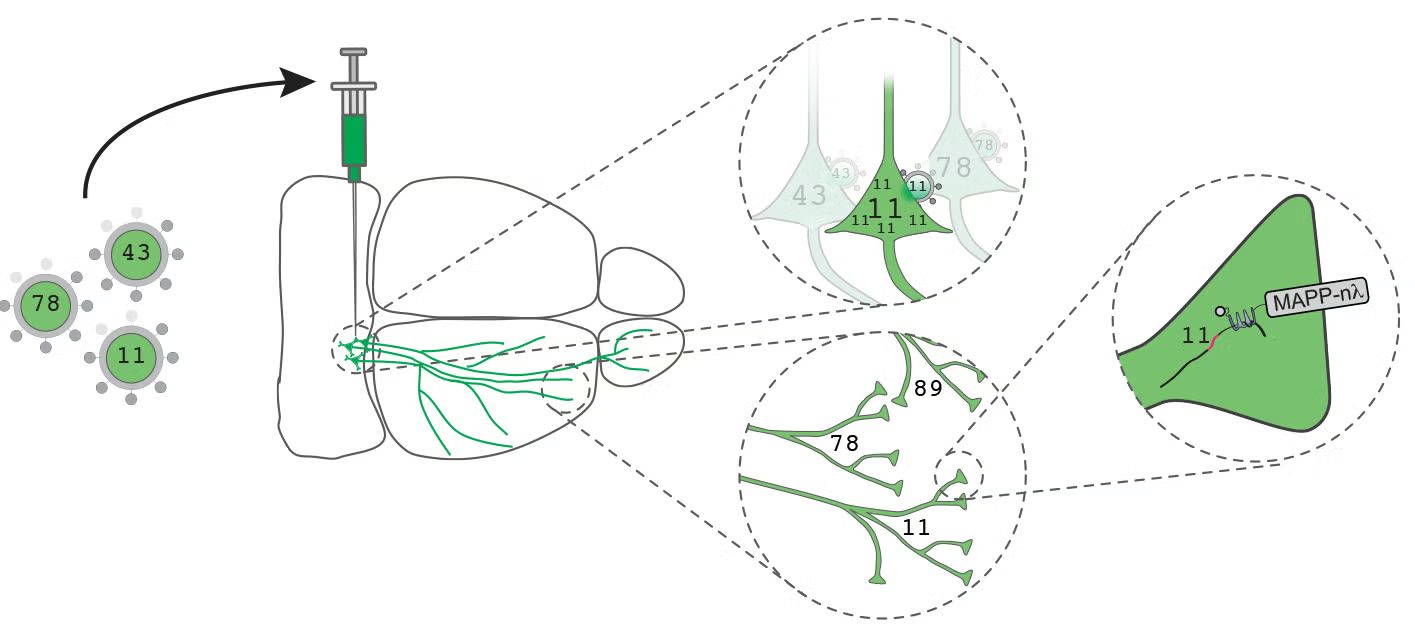 A MAPSeq munkamenet lépései: a vonalkódokat hordozó víruskönyvtár elkészítése, beinjektálása az agyba, majd a várakozási idő eltelte után a külöböző agyterültekeren található vonalkódok azonosítása.