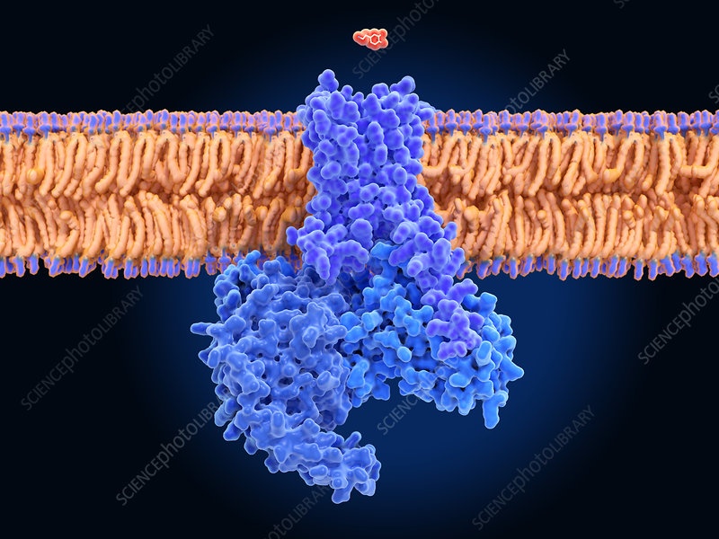 A dopamin (kicsi sárga molekula fent) és annak a sejthártyába (vízszintes sárga) beépült receptora (kék), abból is a D1 típusú