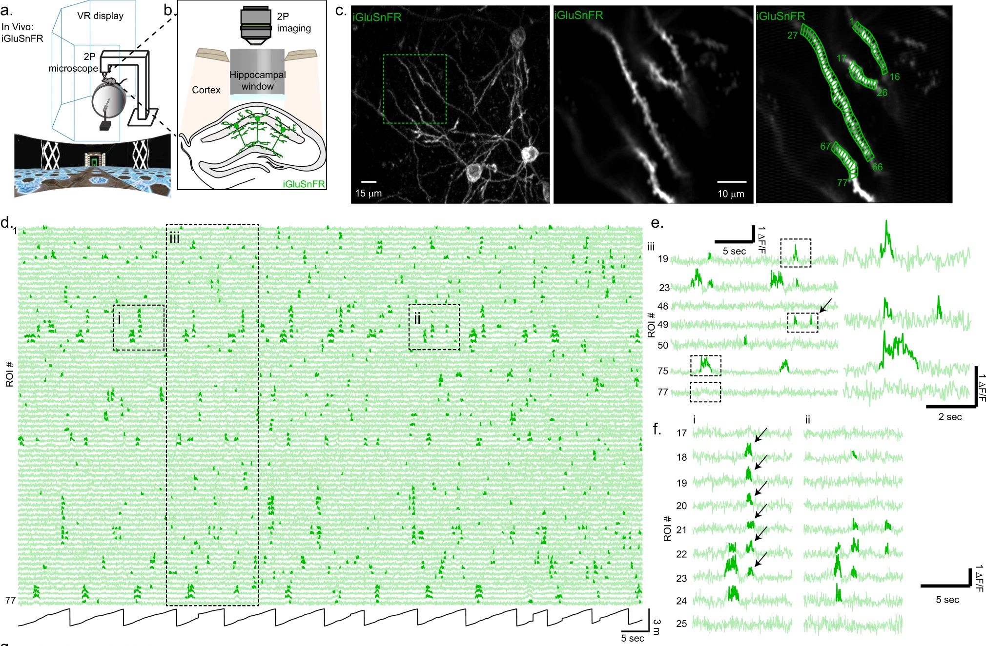 Glutamát szenzor használata szabadon mozgó állatban. a) A fejrögzített állat egy virtuális valóság labirintusban szaladgál, miközben a koponyatetőn elhelyezett üvegablakon át 2-foton mikroszkópiával 3Dben mérik, hogy az idegsejtek dendritjeire mikor szabadul fel a serkentő neurotranszmitter glutamát. b) A hippkampuszban a szenzort kifejező serkentő sejtek sematikus rajza. c) egyre nagyobb nagyításban láthatók a mért dendritek. A jobboldalon a bejelölt mérési területek láthatók. d) az egyes területekről elvezetett glutamát felszabadulást jelző optikai jelek. Itt 77 helyről mértek jeleket. e,f) a sokcsatornás jelek összehasonlításával a neuronális kódolásról lehet információt szerezni.