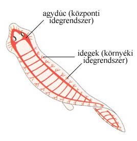 A laposférgektől kezdve két testen végigfutó dúclánc alakul ki, mely a feji részen megvastagodik és a két oldal összekapcolódik. Az evolúció későbbi szakaszában a két dúclánc egyetlen lánccá olvad össze. Ebből lesz a gerincesek gerince, illetve az ősszájúak (pl rovarok) hasi dúclánca.