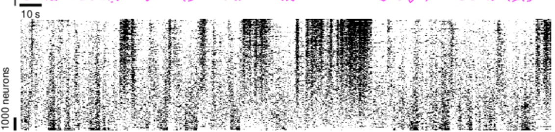 Többezer látókérgi idegsejt (függőleges tengely) tüzelési mintázata (fekete jelzi az aktivitást) az időben (vÍzszintes tengely). Az ábra egy 5 perces szakaszt mutat. 