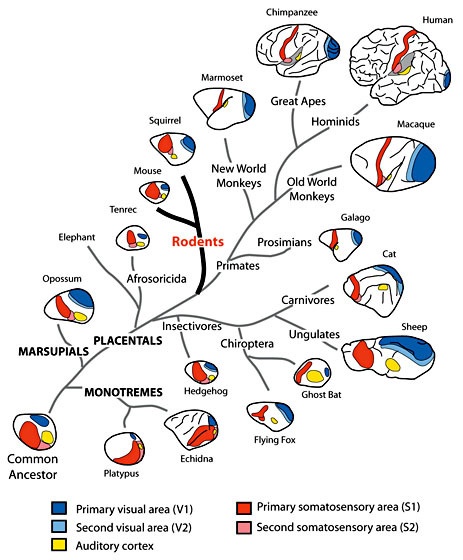 Az emlős agykéreg evolúciója. Kék és világoskék területek az elsődleges és másodlagos látókérget, a sárga a hallókérget, a piros és a rózsaszín pedig az elsődleges és másodlagos érző kérget jeleni. A törzsfa gyökerénél kévő ősemlősben az agykéreg nagy részét ezek a területek tették ki. A fejlődés során ezek mellett újabb, az ingerek összetetteb feldolgozásához és a tervezéshez hozzájáruló területek jelentek meg.