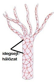 A hidra testét még csak egy egyenletes idegsejthálózat fonja be, nem találhatók benne központok.