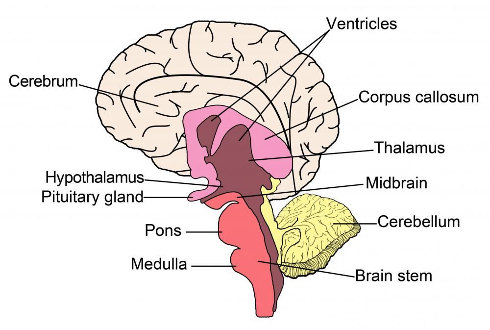 A kisagy (sárga) az agytörzshöz kapcsolódik, a koponya hátsó felszínén alul található.