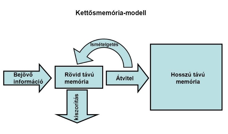 A memória kialakulásának lépései (itt a rövid és középtávú memória nincs megkülönböztetve)
