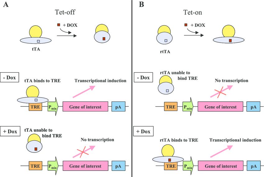 A Tet-On/Tet-Off rendszerek működése. Részletek a szövegben.