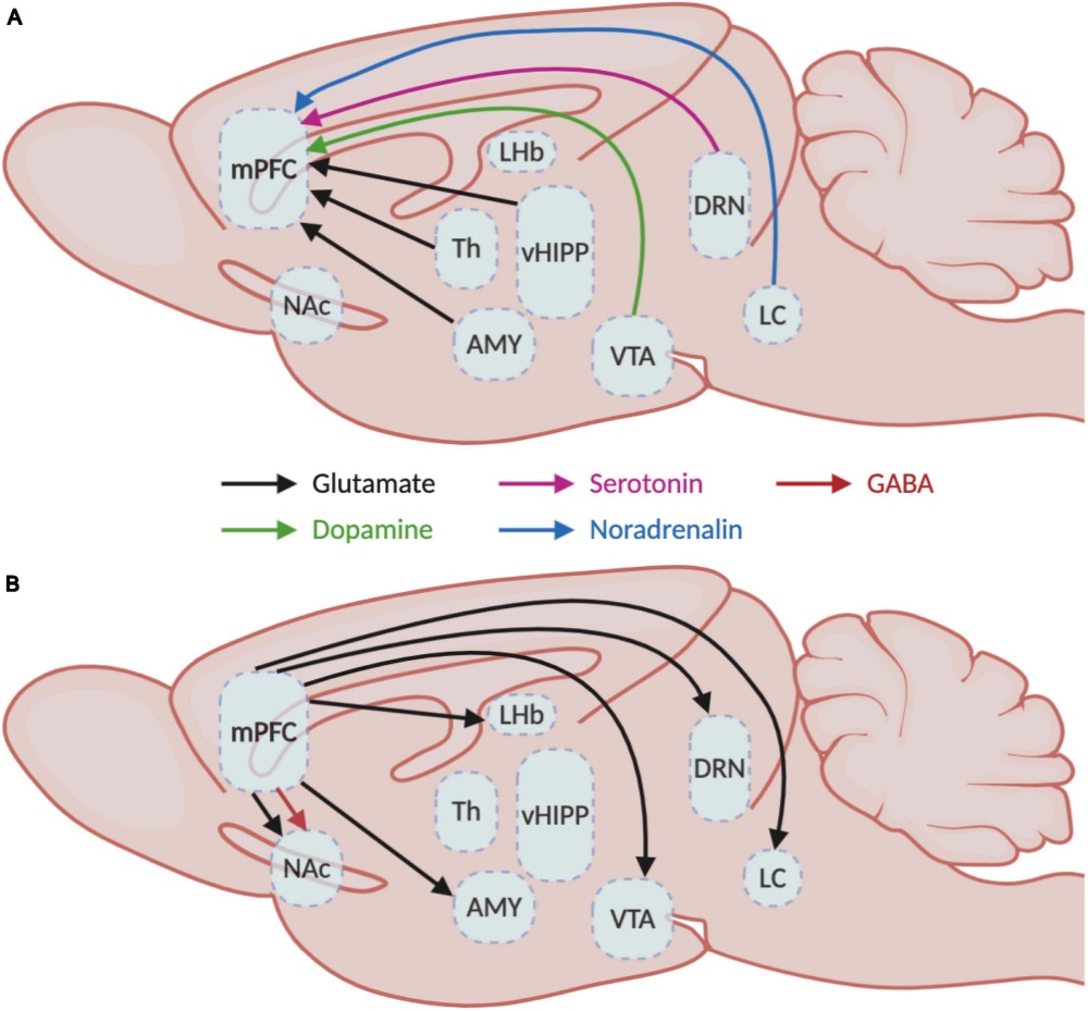 A homloklebeny bemenetei (fent) és kimenetei (lent) az MK-k felől/felé. Rövidítések: mPFC: mediális prefrontalcortex (homloklebeny, tervezés), NAc: nuceleus accumbens (tanulás, megerősítés), Th: talamusz (információ átkapcsolás), AMY: amigdala (érzelmek), LHb: laterális Habenula (jutalom értékelés), vHIPP: ventrális hippokampusz (memória), VTA: ventrális tegmentális terület (dopamin, tanulás), DRN: dorasal raphe mag (szerotonin), LC: locus coeruleus (noradrenalin, figyelem)