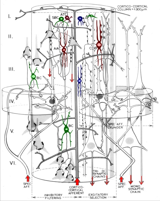 A hálózat evolúció csúcsa a 6 rétegű neocortex egy oszlopa, melyben az inforációt feldolgozó serkentő sejtek működését küzéjük telepüt gátlósejtek ellenőrzik és hangolják.