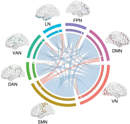 Három speciális hálózat a nyelvi (LN), a sensori-motor (érző-mozgató, SMN) és a látó (VN) elhelyezkedése és kapcsolódása (vagy épp nem kapcsolódása) az alapértelmezett (DMN), kontroll (FPN), és figyelmi (VAN, DAN) hálózatokhoz.