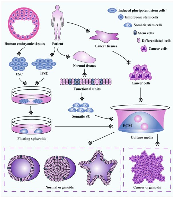Organoidok létrehozása őssejtekből és daganatsejtekből. Az emberi embrionális szövetekből származó embrionális őssejtek, valamint a felnőtt szövetekből előállított indukált pluripotens őssejtek először irányított differenciáción mennek keresztül, lebegő szferoidokat hoznak létre, majd extracelluláris mátrixra ültetik őket speciális táptalajban az organoidtenyésztés elindításához. A daganatos szövetekből izolált tumorsejtek szintén képesek tumoroidokat létrehozni jól meghatározott, háromdimenziós tenyésztési körülmények között.