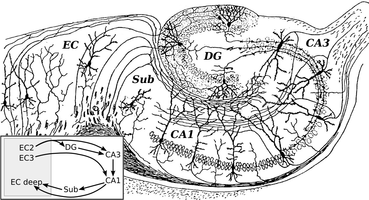 Santiago Ramon y Cajal (a neuroanatómia egyik megalapítója) Golgi festett metszetek alapján készített tusrajza, mely a hippokampusz területeit és kapcsolatrendszereit mutatja be. A gyrus dentatus (DG) szemcsesejtjei az entorhinális kéregből (EC) kapnak bemeneteket, melyeket a CA3 terület piramissejtjeire küldenek tovább. Ezek a sejtek Schaffer-kollaterálisaik útján továbbítják az információt a CA1 terület piramissejtjei felé, akik ezt integrálják az EC-ből érkező közvetlen bemenet információjával. A bal alsó sarokban a triszinaptikusos, három-szinapszisos kéreg-hippokampusz-kéreg kör kapcsolatai láthatók. Fontos! Se a rajz, se az ábra nem hangsúlyozza a CA3 terület piramissejtjei között megfigyelt igen erős serkentő visszacsatolást. Ennek fontos szerepe van a hippokampusz aktivitásmintáinak kialakulásában.