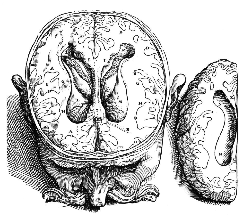 Vesalius ábrája az emberi agy szerkezetéről, kamráiról, ahova Galánus a lelket rakta. Komoly ábra, még a bajuszt is rárajzolták