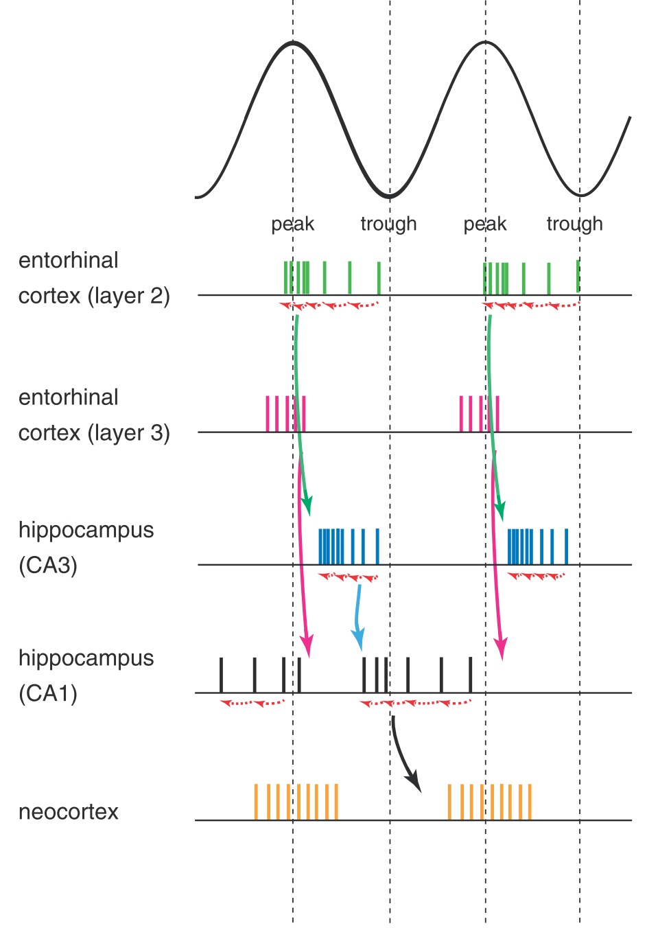 A felderítő viselkedést mutató állatban megfigyelhető theta oszcilláció alatt a hippokampusz bemenetéül szolgáló entorhinális kéreg és a hippokampusz egyes részei, illetve a neocortex egymástól időben eltolva, pontos időzítéssel  működnek.