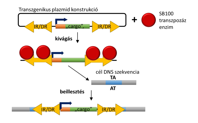 Transposase mediated transgenesis