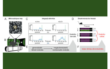 Mi történik a hippokampusz nevű agyrégióban miközben tanulunk és alkalmazkodunk?