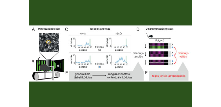 Mi történik a hippokampusz nevű agyrégióban miközben tanulunk és alkalmazkodunk? diakép